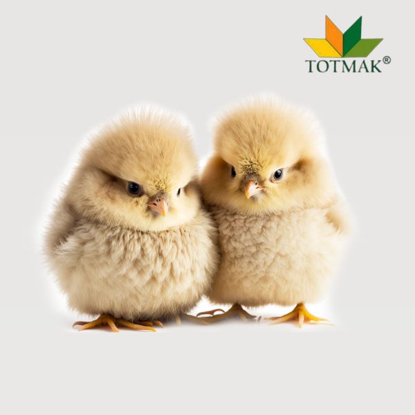 Buy healthy day-old chick broilers in Nigeria