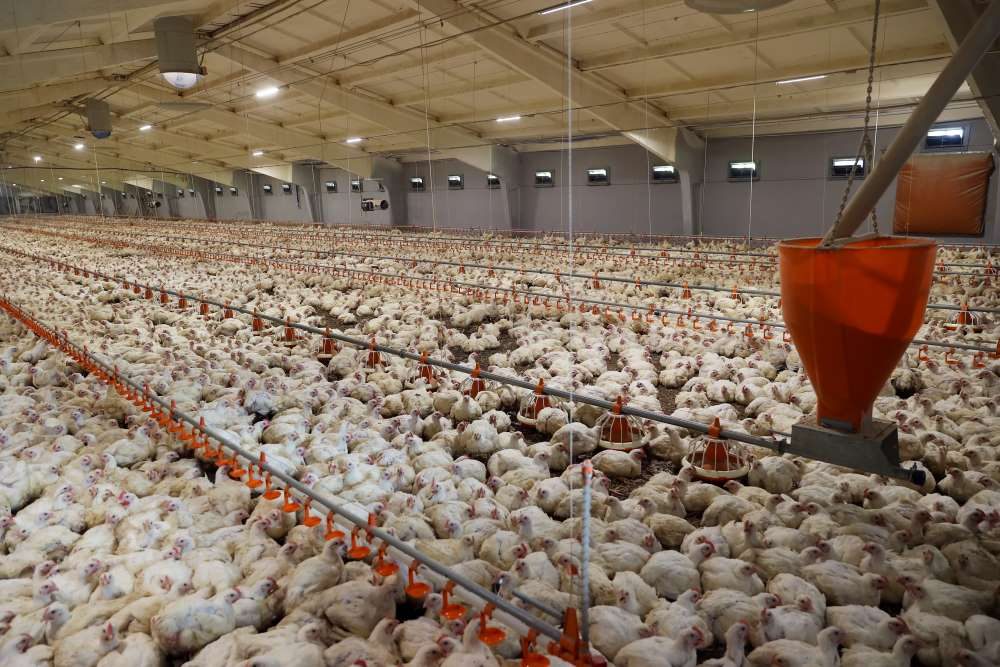 Survival Strategies for Nigeria's Poultry Farmers